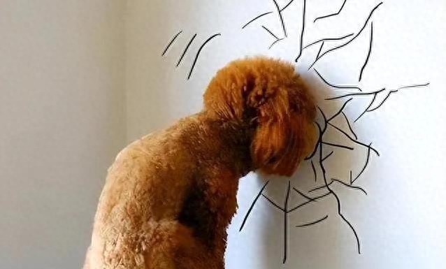 狗狗突然不爱动，80%藏着疼痛信号，你还以为它只是懒？-派特超人-宠物