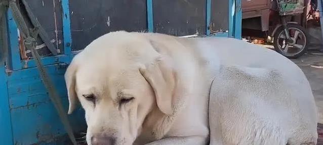 狗狗疼痛症状识别_狗狗忍痛信号_狗狗突然贪睡？低血糖和代谢问题