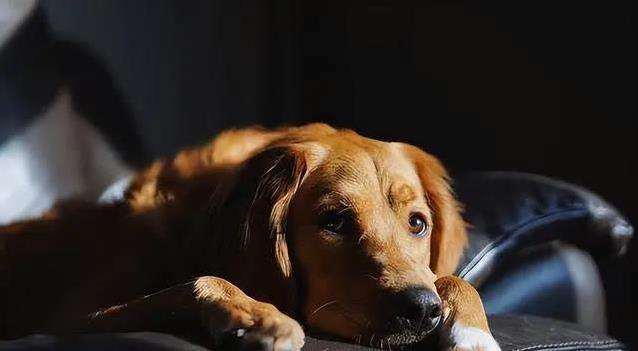 狗狗忍痛信号_狗狗疼痛症状识别_狗狗突然贪睡？低血糖和代谢问题