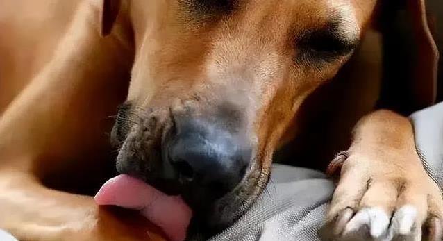狗狗疼痛症状识别_狗狗突然贪睡？低血糖和代谢问题_狗狗忍痛信号