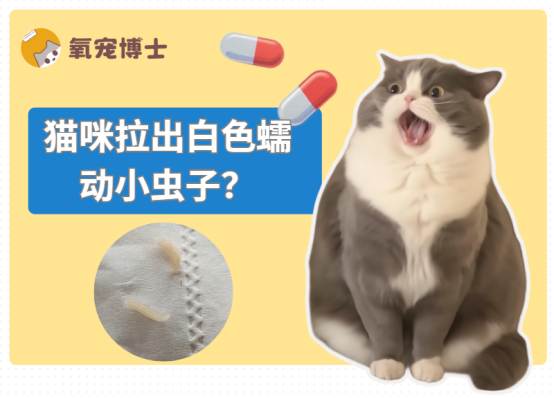猫咪拉出白色蠕动小虫子？从治疗到预防，一文搞定-派特超人-宠物