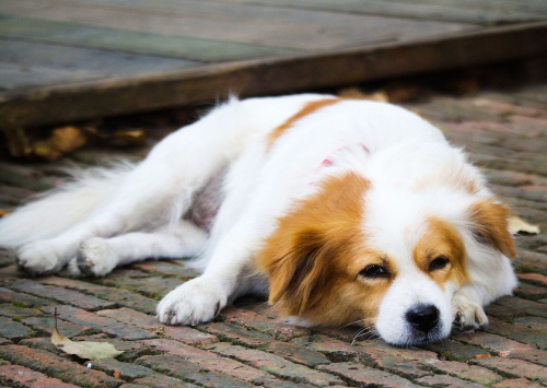狗狗鼻子流脓？鼻炎和犬瘟热后期_狗狗流鼻涕原因_宠物护理不当流鼻涕