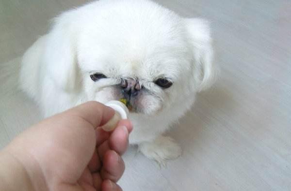 狗狗鼻子流脓？鼻炎和犬瘟热后期_狗狗流鼻涕原因_宠物护理不当流鼻涕
