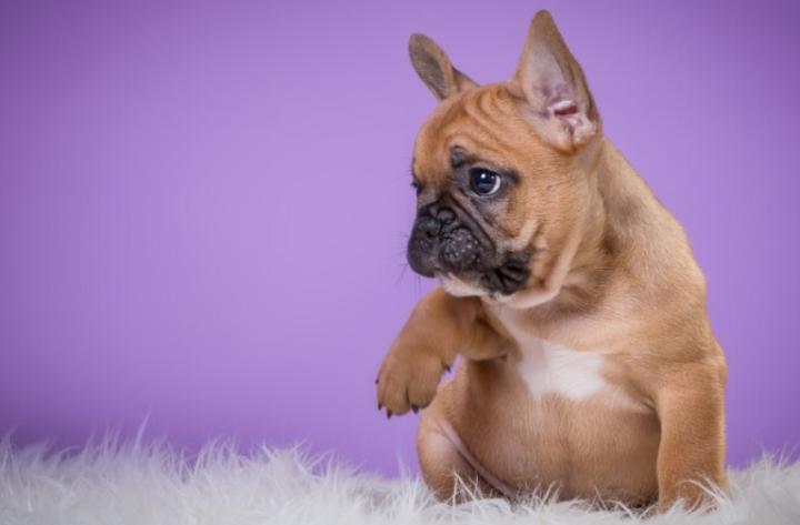 狗狗脚无缘无故地瘸了-派特超人-宠物