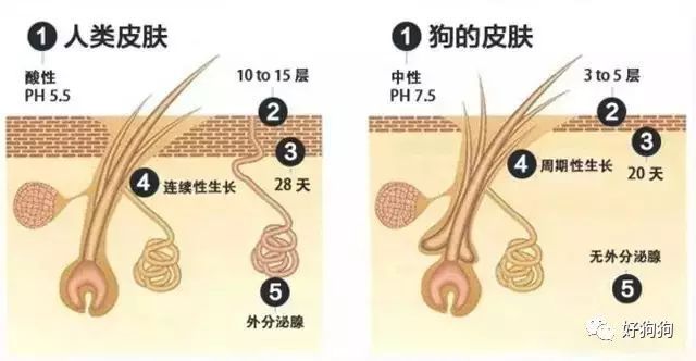 狗狗沐浴露的香味持久性_狗狗沐浴露误区_狗狗皮肤pH值与人类差异