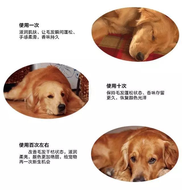 狗狗皮肤pH值与人类差异_狗狗沐浴露的香味持久性_狗狗沐浴露误区