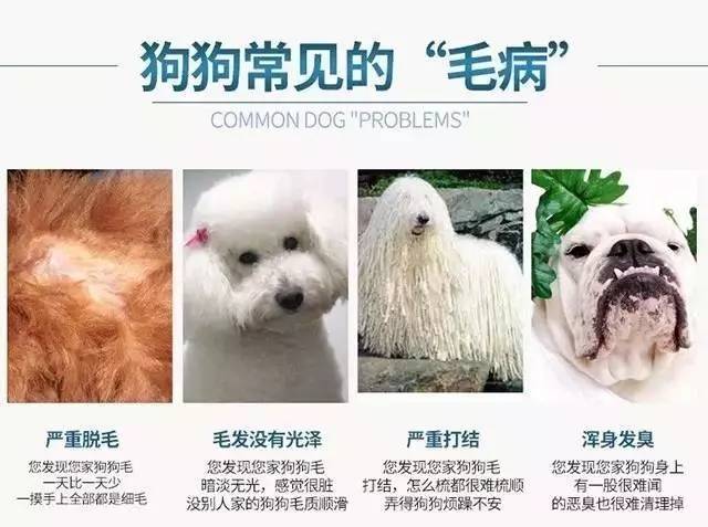 狗狗沐浴露的香味持久性_狗狗沐浴露误区_狗狗皮肤pH值与人类差异