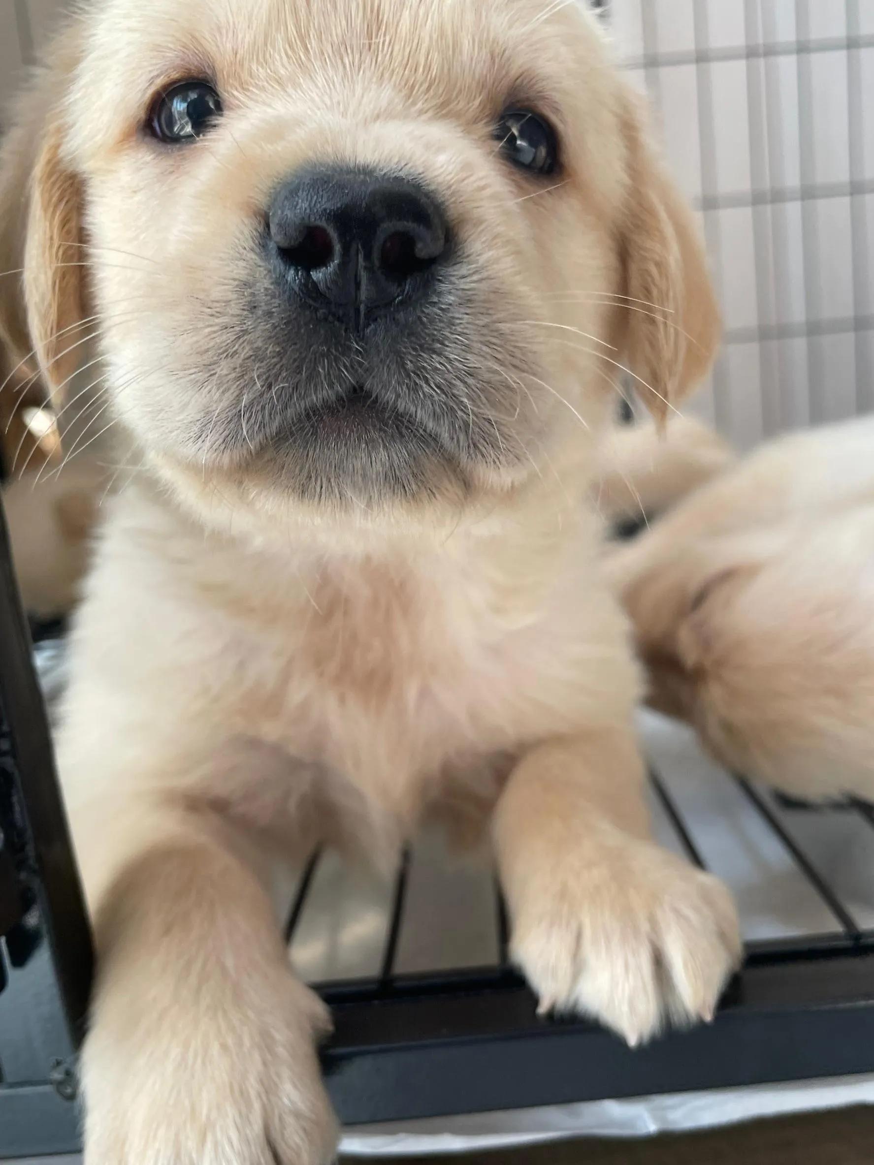 狗狗肾衰竭不是没救了，方法都在这里了-派特超人-宠物