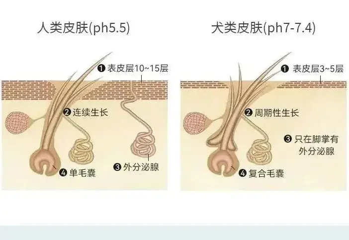 新加坡原装进口宠物香波、除菌喷雾，让猫咪/狗狗在家里就能安心的洗澡，焕发清新光彩！-派特超人-宠物
