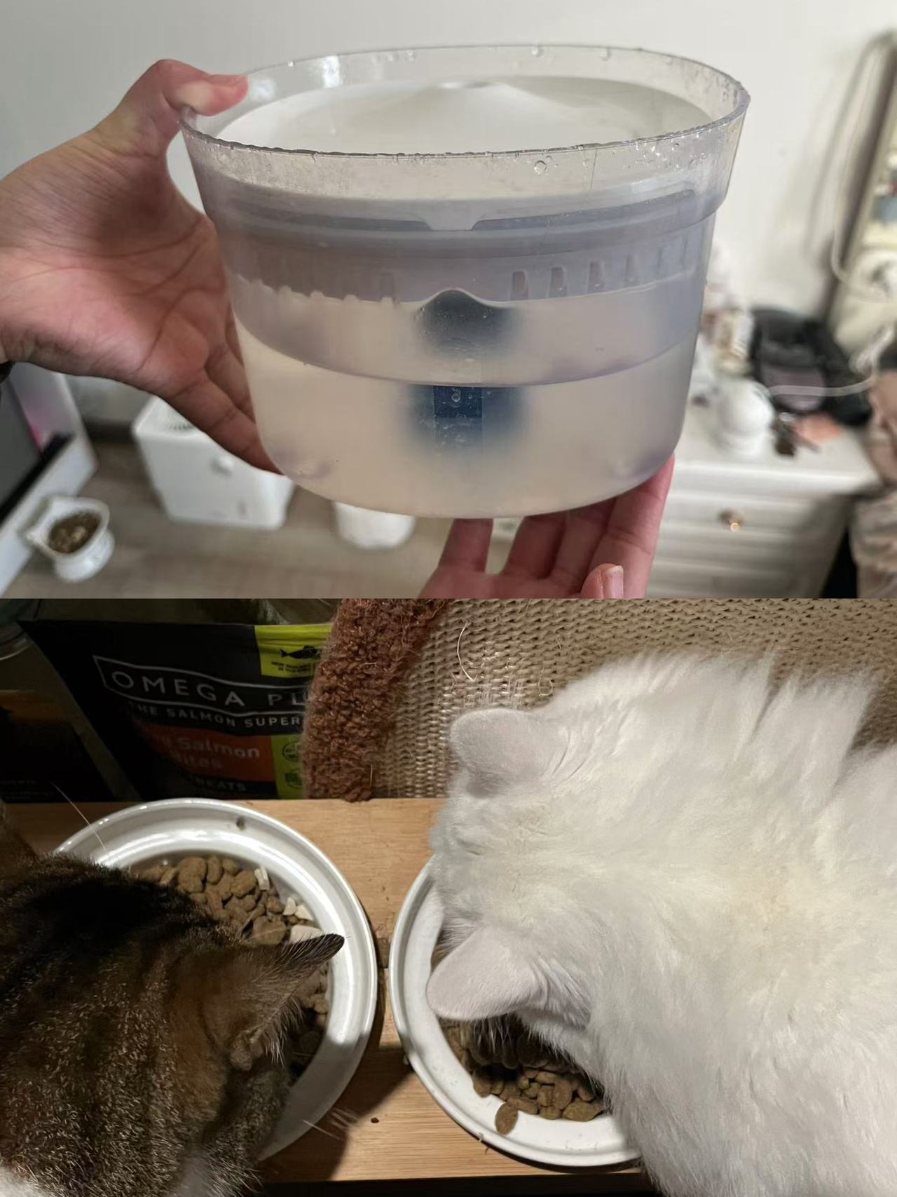 上门遛狗服务的五大核心标准_上门服务市场分析_上门经济服务类型