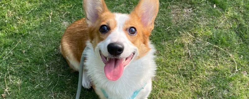 犬瘟的症状，常表现为咳嗽、流脓鼻涕、眼屎较多-派特超人-宠物