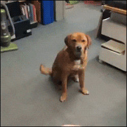 你以为正常，其实是狗狗长期抑郁的表现，别不放在心上-派特超人-宠物