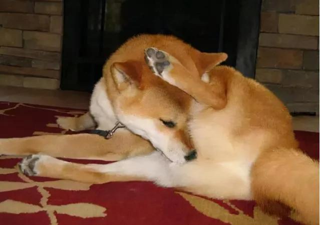 狗狗突然贪睡？低血糖和代谢问题_狗狗情绪低落表现_狗狗抑郁症状
