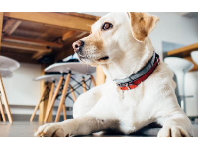 幼犬保暖大法，裹紧它的小被子-派特超人-宠物