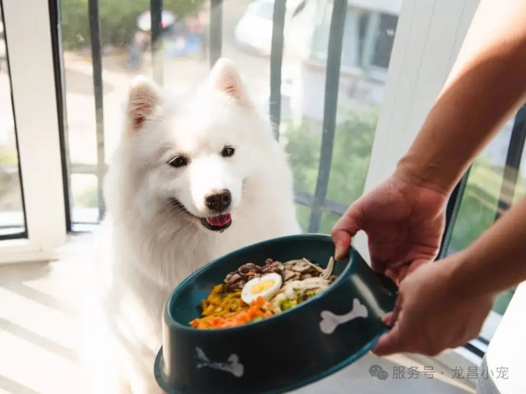 宠物健康护理秘籍_幼犬毛发成长期的护理_宠物饮食管理技巧