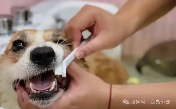 宠物健康护理秘籍_宠物饮食管理技巧_幼犬毛发成长期的护理