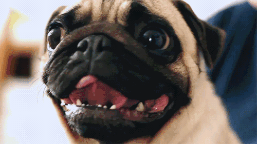 当一只狗开始衰老，身体4个“迹象”藏不住！-派特超人-宠物