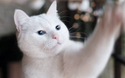 怎样让猫咪不害怕吹风机_猫害怕吹风机 吸尘器 洗衣机_猫厕所脏乱差 乱拉乱尿
