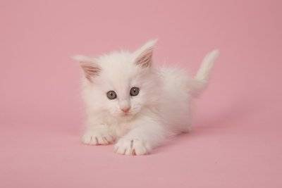 猫害怕吹风机 吸尘器 洗衣机_怎样让猫咪不害怕吹风机_猫厕所脏乱差 乱拉乱尿