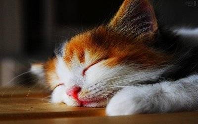 猫厕所脏乱差 乱拉乱尿_怎样让猫咪不害怕吹风机_猫害怕吹风机 吸尘器 洗衣机