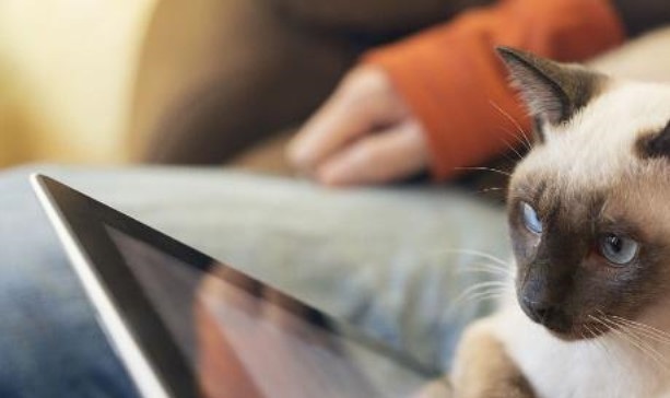 暹罗猫洗澡吹干技巧_怎样让猫咪不害怕吹风机_宠物美容电吹风使用方法