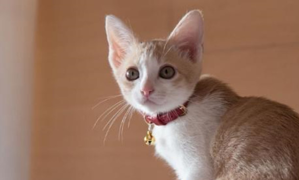 宠物美容电吹风使用方法_暹罗猫洗澡吹干技巧_怎样让猫咪不害怕吹风机