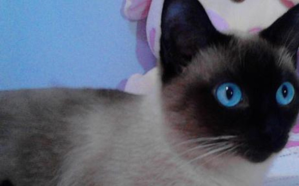 暹罗猫洗澡吹干技巧_怎样让猫咪不害怕吹风机_宠物美容电吹风使用方法