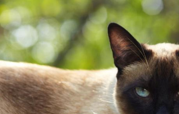 宠物美容电吹风使用方法_暹罗猫洗澡吹干技巧_怎样让猫咪不害怕吹风机
