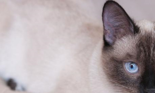 宠物美容电吹风使用方法_暹罗猫洗澡吹干技巧_怎样让猫咪不害怕吹风机