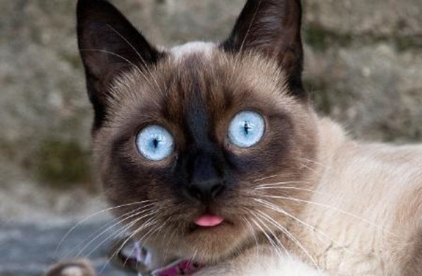 怎样让猫咪不害怕吹风机_暹罗猫洗澡吹干技巧_宠物美容电吹风使用方法