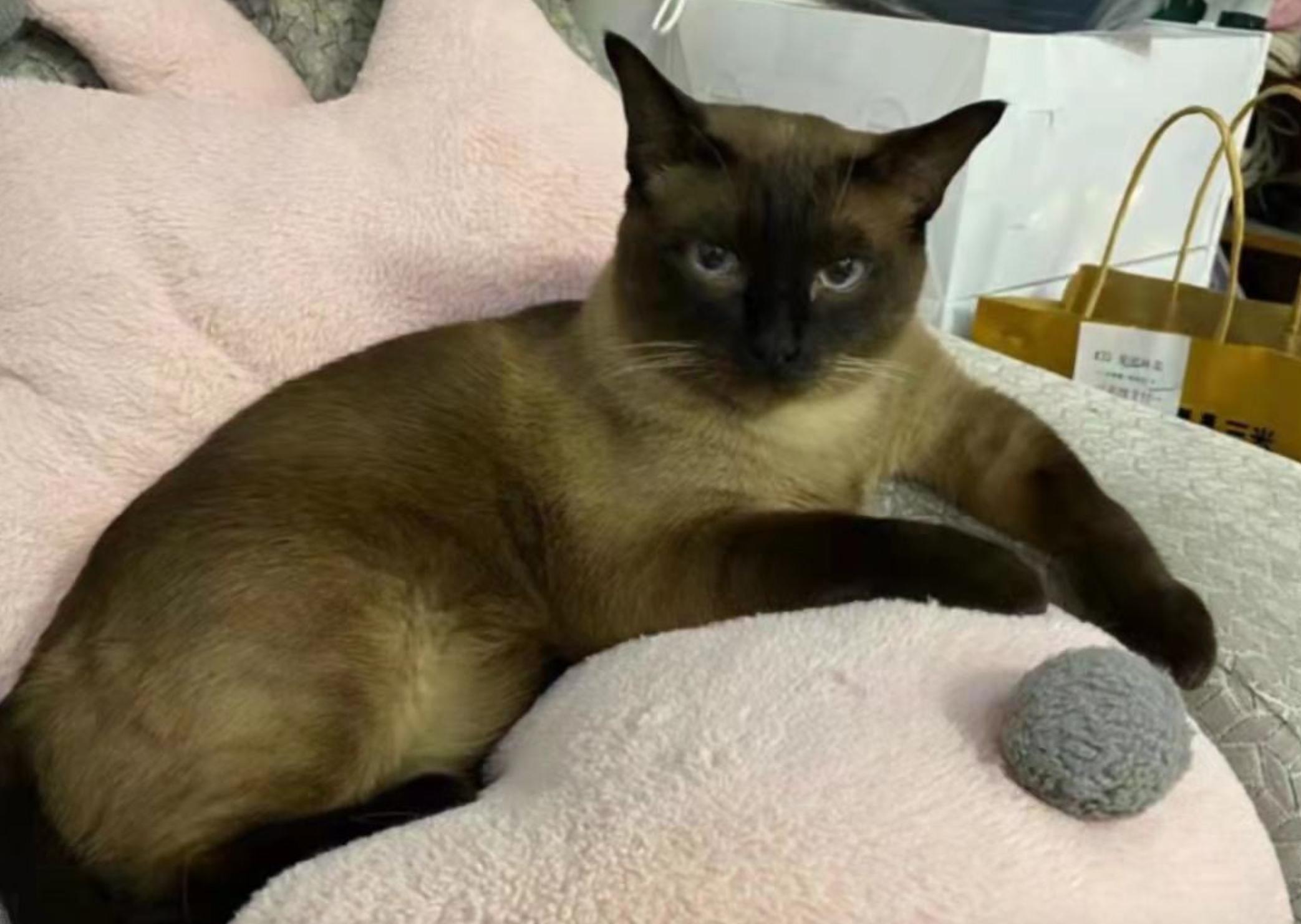 哈尔滨宠物安乐死_猫咪安乐死的判断标准_新冠宠物感染安乐死