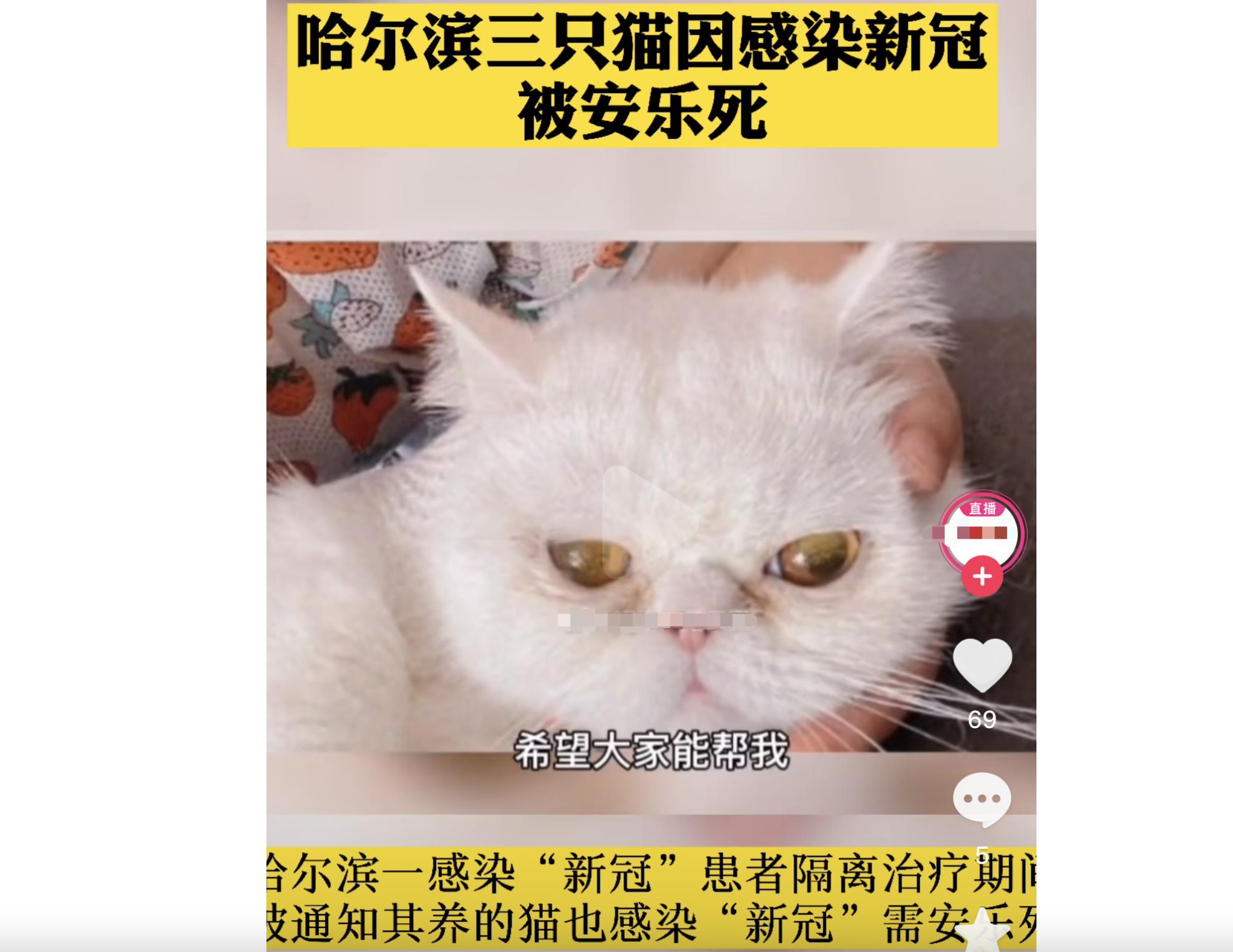 新冠宠物感染安乐死_哈尔滨宠物安乐死_猫咪安乐死的判断标准