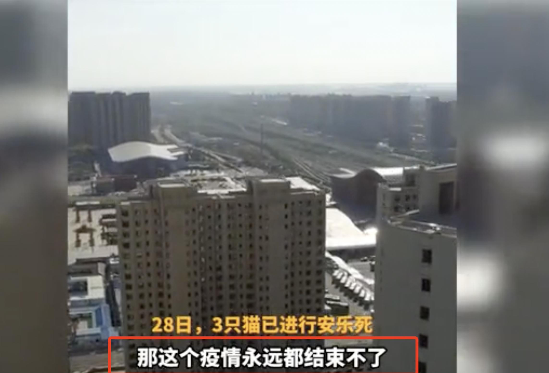 哈尔滨宠物安乐死_新冠宠物感染安乐死_猫咪安乐死的判断标准