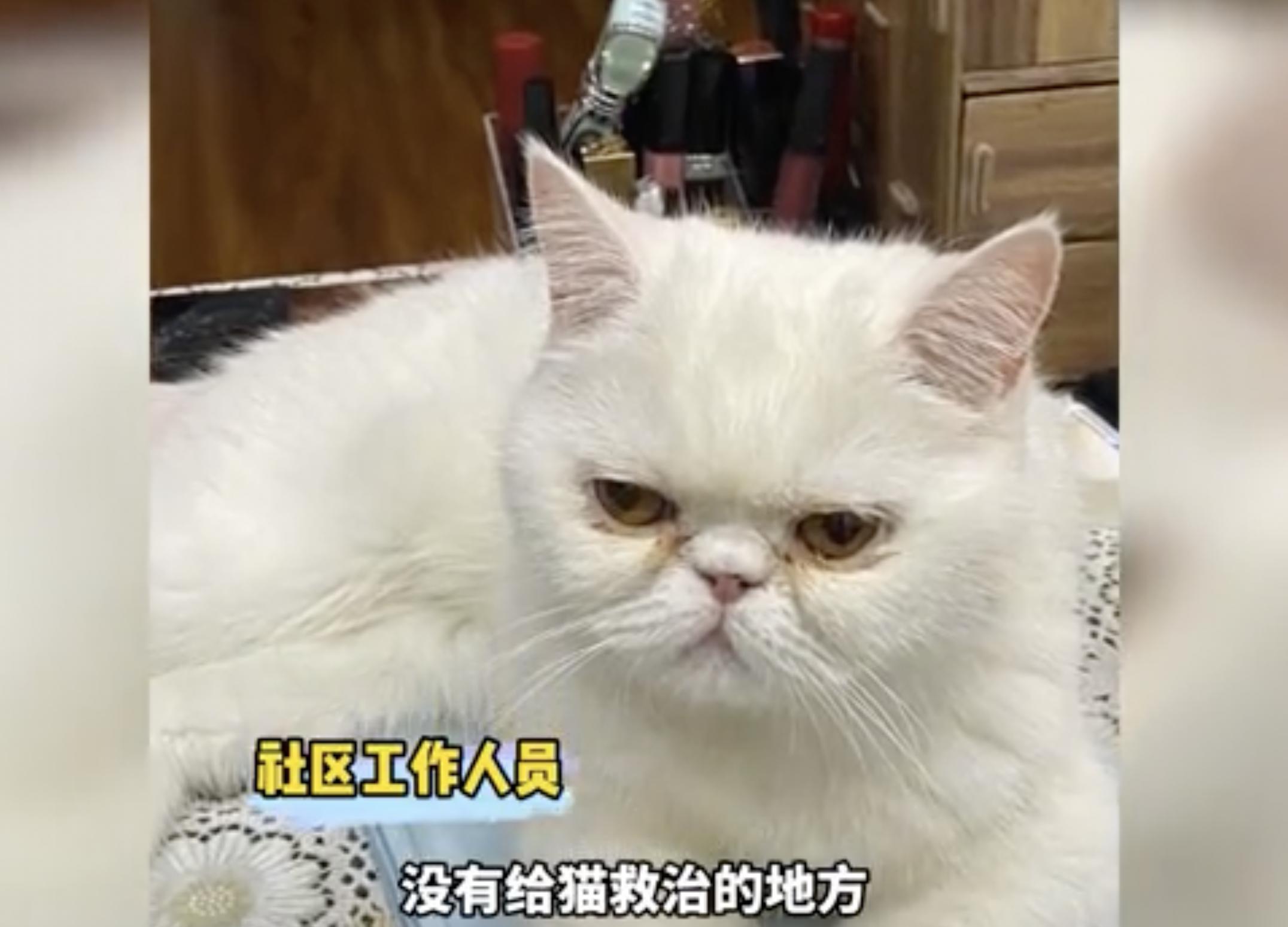 新冠宠物感染安乐死_哈尔滨宠物安乐死_猫咪安乐死的判断标准