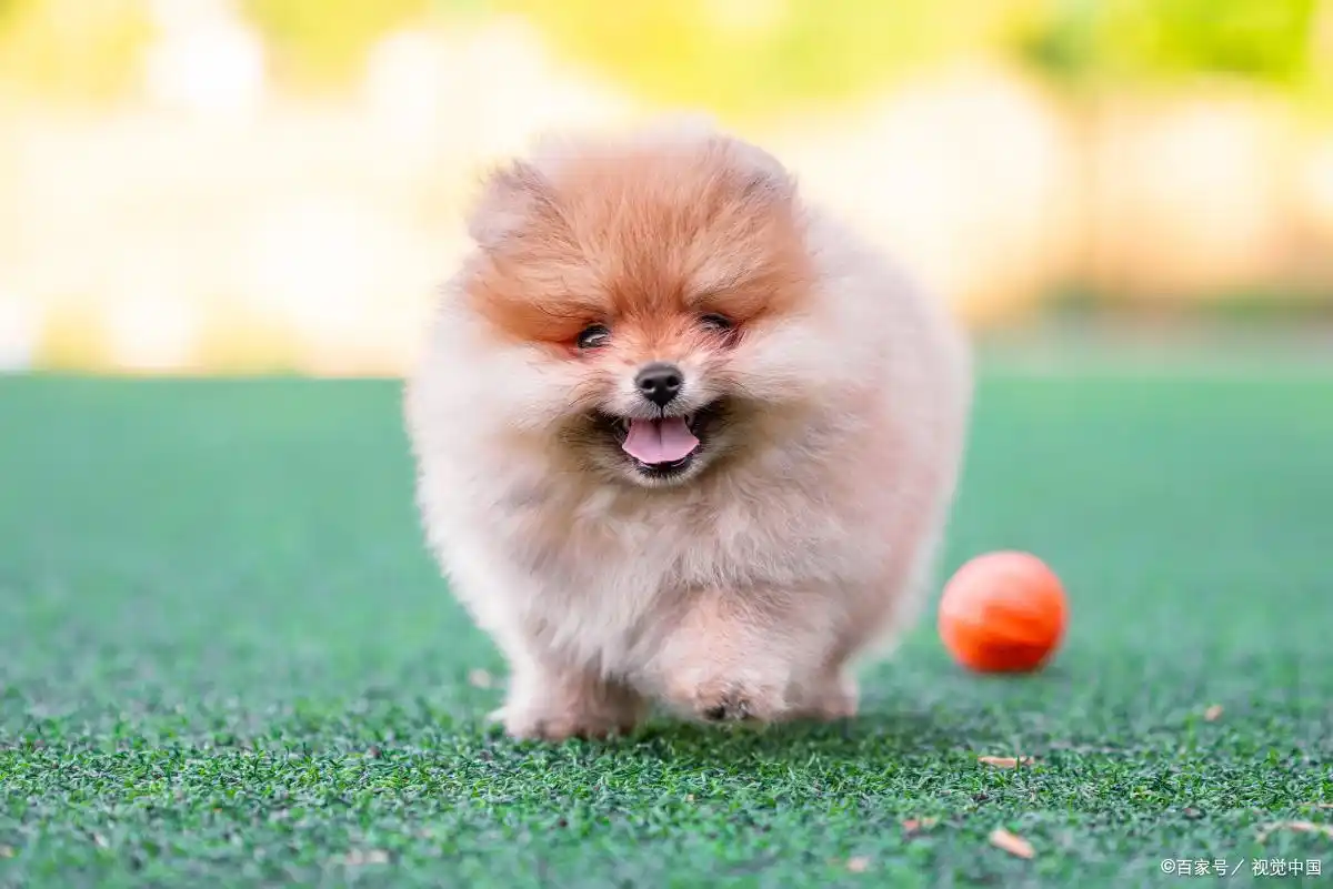 珍惜时光：了解狗狗衰老的10个征兆，让我们更好地陪伴它们-派特超人-宠物