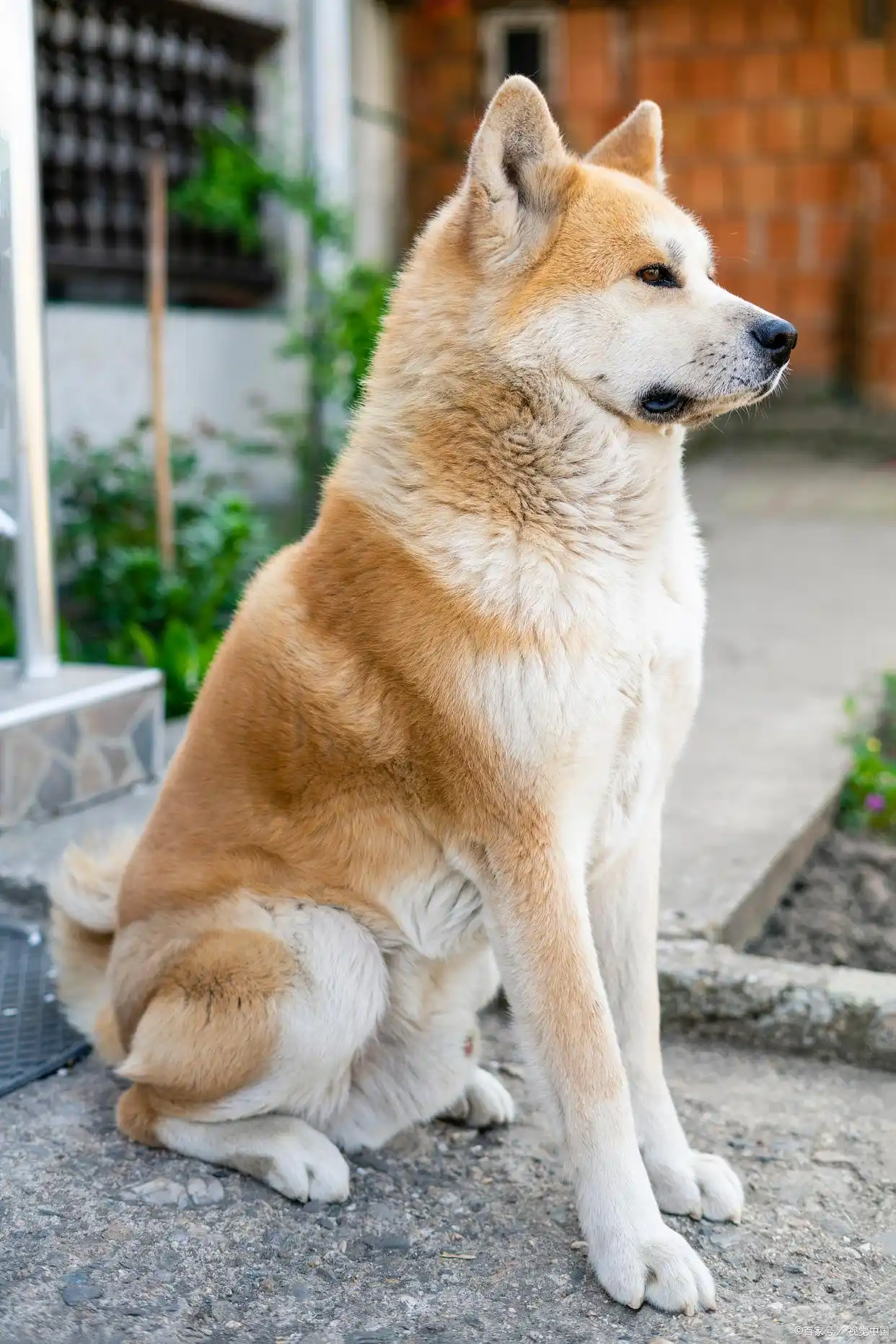 老年狗狗护理方法_狗狗皮肤弹力差？脱水和衰老表现_狗狗衰老征兆