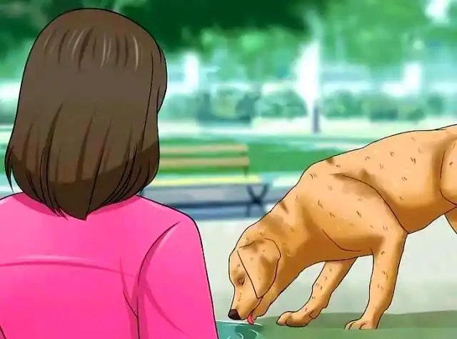 宠物脱水原因及识别方法全方位解析-派特超人-宠物