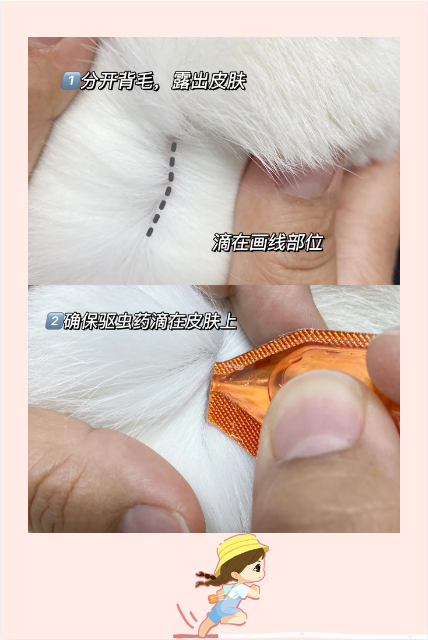 猫咪体内寄生虫症状_猫咪寄生虫大全：体内外驱虫指南_猫咪常见体外寄生虫