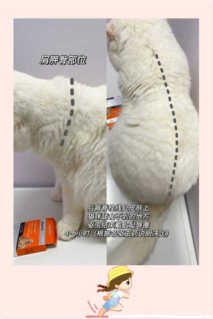 猫咪体内寄生虫症状_猫咪寄生虫大全：体内外驱虫指南_猫咪常见体外寄生虫