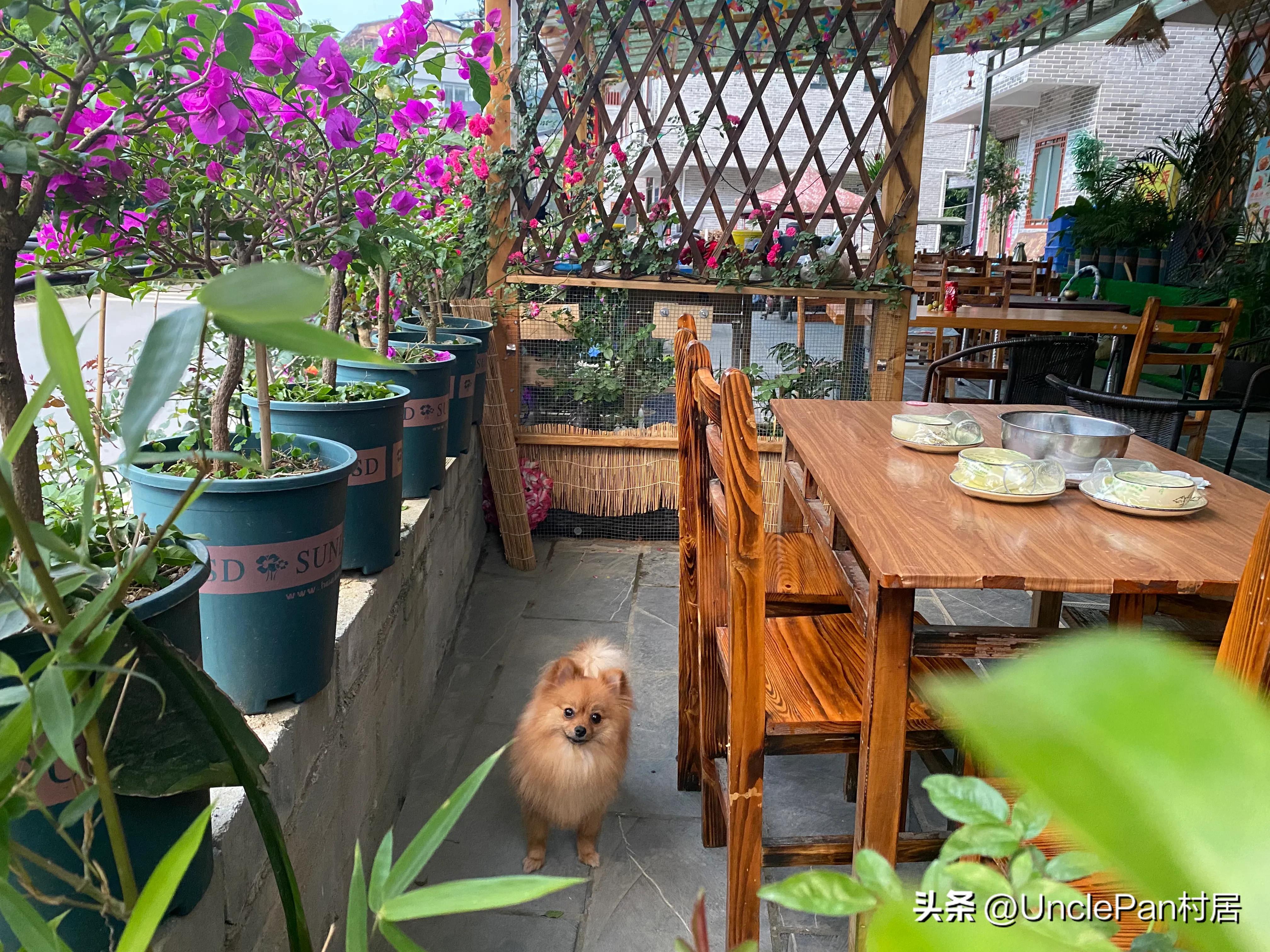 小白生态养鸟各种问题，统一解答回复！最全养鸟解答-派特超人-宠物