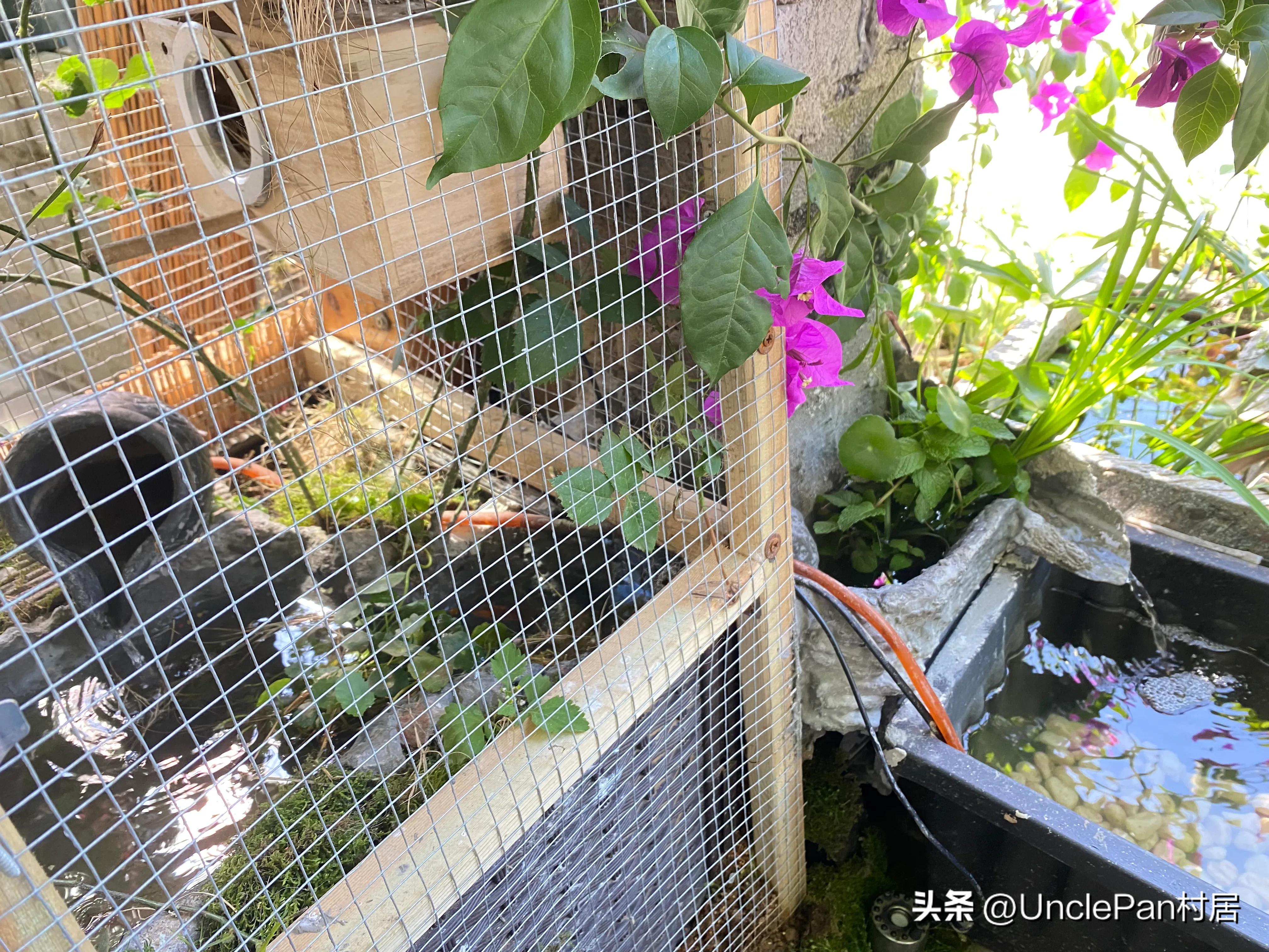 生态养鸟新手指南_生态鸟笼适合鸟类_适合初学者的低维护鸟类推荐