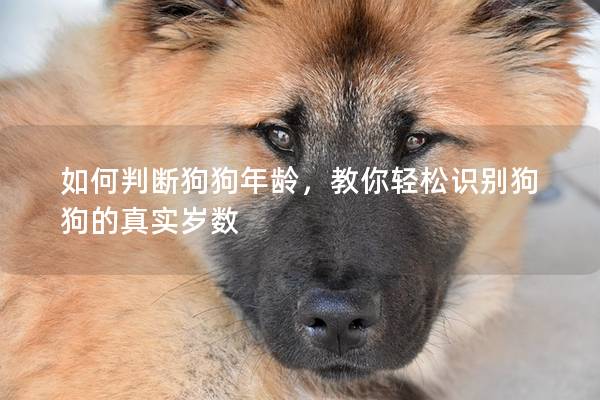 如何判断狗狗年龄，教你轻松识别狗狗的真实岁数-派特超人-宠物
