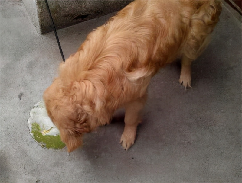 狗狗吐黄水原因_狗狗粪便有黏液？肠炎和寄生虫感染_狗狗肠胃炎治疗