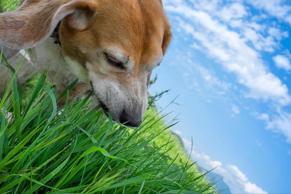 狗狗粪便有黏液？肠炎和寄生虫感染_狗狗吐黄水原因_狗狗肠胃炎治疗