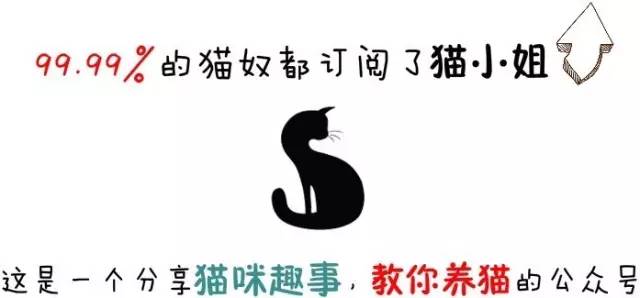 「猫咪知识」幼猫佝偻病是什么？-派特超人-宠物