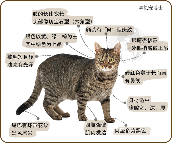 如何给狸花猫选择合适的驱虫产品？-派特超人-宠物