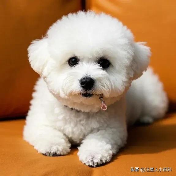 狗狗粪便有黏液？肠炎和寄生虫感染_养狗拉稀软便原因_狗粮过量喂食解决方法