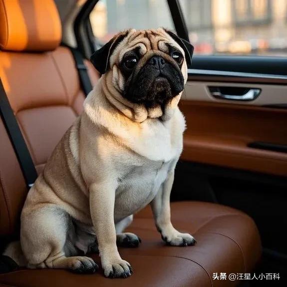 养狗拉稀软便原因_狗粮过量喂食解决方法_狗狗粪便有黏液？肠炎和寄生虫感染