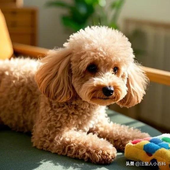 狗狗粪便有黏液？肠炎和寄生虫感染_养狗拉稀软便原因_狗粮过量喂食解决方法