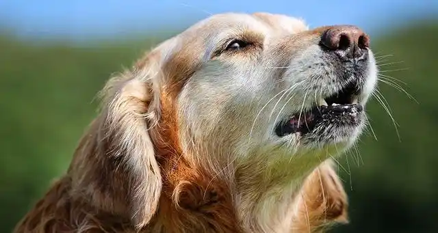 狗狗走向衰老，常有这几个表现，说明生命进入“倒计时”！-派特超人-宠物